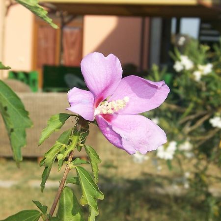 Agriturismo La Nocciolina Venturina Terme Eksteriør billede