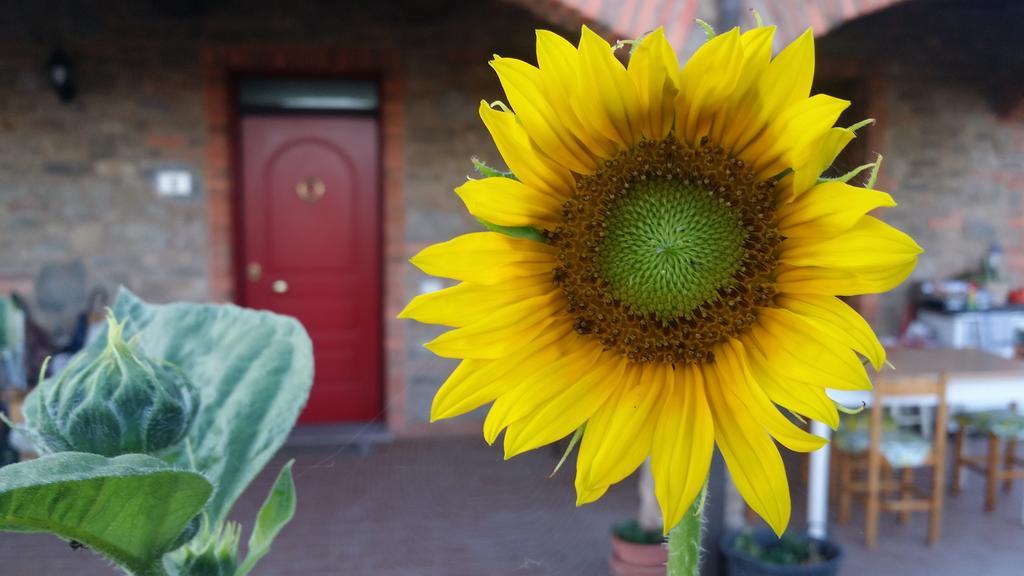 Agriturismo La Nocciolina Venturina Terme Eksteriør billede