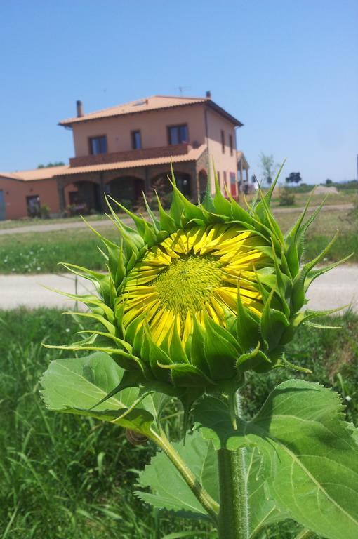 Agriturismo La Nocciolina Venturina Terme Eksteriør billede