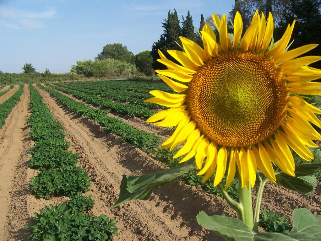 Agriturismo La Nocciolina Venturina Terme Eksteriør billede
